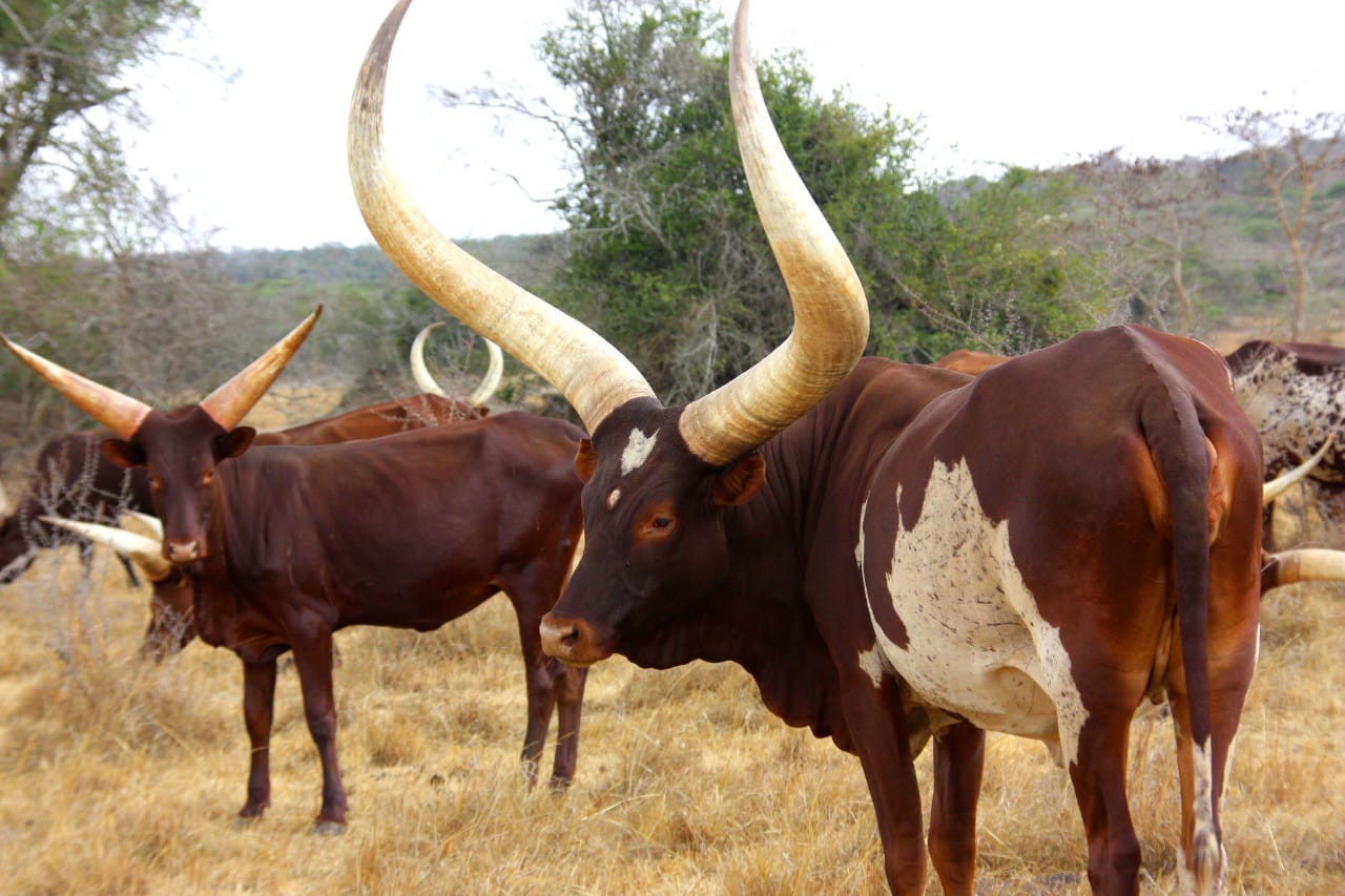 Ankole cattle at Mukaro Mixed Farm Uganda