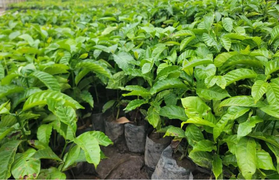 Crop Production at Mukaro Farm Uganda